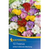   Zwiebel Freesia (Freesia) einfache Blume Farbmix Kiepenkerl 10 Stück