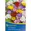 Zwiebel Freesia (Freesia) einfache Blume Farbmix Kiepenkerl 10 Stück