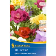   Zwiebel Freesia (Freesia) Wildblumen-Farbmix Kiepenkerl 10 Stück