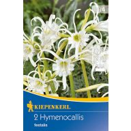   Blumenzwiebel Spinnenlilie (Hymenocallis) Ismene (weiß) Kiepenkerl 2 Stück