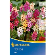 Glühbirne Ixia Farbmix Kiepenkerl 10 Stück