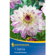  Blumenzwiebel Dahlia Ferncliff Illusion (weiß-lila-gelb) Kiepenkerl 1 Stück