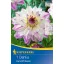 Blumenzwiebel Dahlia Ferncliff Illusion (weiß-lila-gelb) Kiepenkerl 1 Stück
