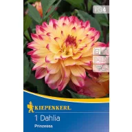   Blumenzwiebel Dahlia Prinzessa (gelb-rosa) Kiepenkerl 1 Stück
