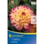 Blumenzwiebel Dahlia Prinzessa (gelb-rosa) Kiepenkerl 1 Stück