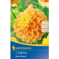 Zwiebel Dahlia Deep Impact (sonnengelb) Kiepenkerl 1 Stück