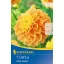 Zwiebel Dahlia Deep Impact (sonnengelb) Kiepenkerl 1 Stück