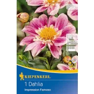   Blumenzwiebel Dahlia Impression Famoso (rosa) Kiepenkerl 1 Stück