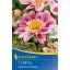Blumenzwiebel Dahlia Impression Famoso (rosa) Kiepenkerl 1 Stück