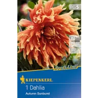   Blumenzwiebel Dahlia Autumn Sunburst (rot-gelb-orange) Kiepenkerl 1 Stück