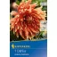 Blumenzwiebel Dahlia Autumn Sunburst (rot-gelb-orange) Kiepenkerl 1 Stück