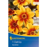   Blumenzwiebel Dahlia Sunshine (gelb-orange) Kiepenkerl 1 Stück