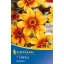 Blumenzwiebel Dahlia Sunshine (gelb-orange) Kiepenkerl 1 Stück
