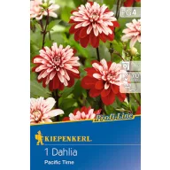 Zwiebel Dahlie Pacific Time (rot-weiß) Kiepenkerl 1 Stück