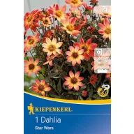   Blumenzwiebel Dahlia Star Wars (gelb-orange) Kiepenkerl 1 Stück