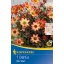 Blumenzwiebel Dahlia Star Wars (gelb-orange) Kiepenkerl 1 Stück