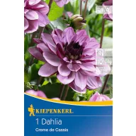 Zwiebel Dahlie Creme de Cassis (lila) Kiepenkerl 1 Stück