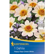   Blumenzwiebel Dahlie Happy Days Cremeweiß (creme) Kiepenkerl 1 Stück
