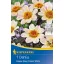 Blumenzwiebel Dahlie Happy Days Cremeweiß (creme) Kiepenkerl 1 Stück