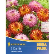   Dahlienzwiebel mit Fransen Pineland's Mix Kiepenkerl 3 Stück