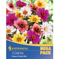   Zwiebel Dahlie Beeteinfassung Dahlie Happy Single Mix Kiepenkerl 3 Stück