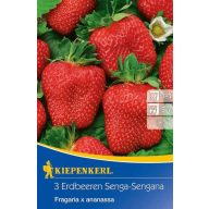 Eper Senga-Sengana (rizóma) 3 db Kiepenkerl