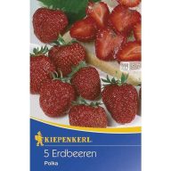 Eper Polka (rizóma) 3 db Kiepenkerl