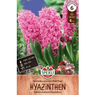 Blumenzwiebel Hyazinthe Rosa Perle 4 Stück Sperli