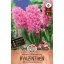 Blumenzwiebel Hyazinthe Rosa Perle 4 Stück Sperli