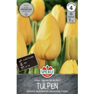 Blumenzwiebel Tulpe Roi du Midi 7 Stück Sperli