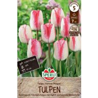 Blumenzwiebel Tulpe Playgirl 7 Stück Sperli