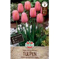 Blumenzwiebel Tulpe Menton 5 Stück Sperli