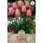 Blumenzwiebel Tulpe Menton 5 Stück Sperli