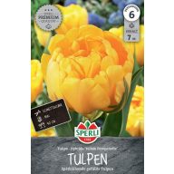   Blumenzwiebel Tulpe mit voller Blüte Gelb Pompenette 7 Stück Sperli