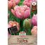 Blumenzwiebel Tulpe Rosa Stern 10 Stück Sperli