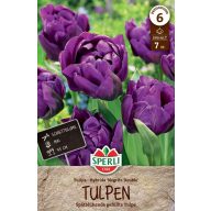   Zwiebel Tulpe mit voller Blüte Negrita Double 7 Stück Sperli