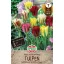 Zwiebel Tulpe Farbmix Viridiflora 10 Stück Sperli