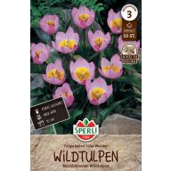 Blumenzwiebel Tulpe Wild Tulip Lilac Wonder 10 Stück Sperli