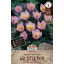Blumenzwiebel Tulpe Wild Tulip Lilac Wonder 10 Stück Sperli