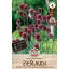 Zwiebel Zwiebel 25 Stück Sperli