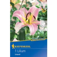 Blumenzwiebel Lilie Urandi Profi-Line Kiepenkerl 1 Stück