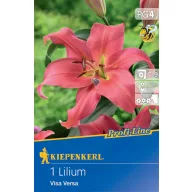 Blumenzwiebel Lily Visa Versa Profi-line Kiepenkerl 1 Stück