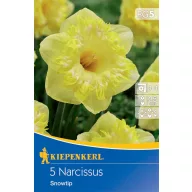 Zwiebeln Narcissus Snowtip Kiepenkerl 5 Stück