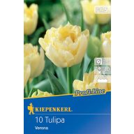 Blumenzwiebel Tulpe Verona Profi-Line Kiepenkerl 10 Stück