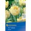 Blumenzwiebel Tulpe Verona Profi-Line Kiepenkerl 10 Stück
