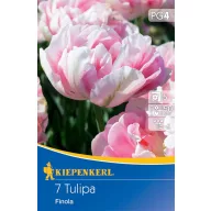 Blumenzwiebel Tulpe Finola 7 Stück Kiepenkerl