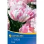 Blumenzwiebel Tulpe Finola 7 Stück Kiepenkerl