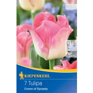 Zwiebelkrone Tulpenkrone der Dynastie 7 Zwiebeln Kiepenkerl