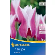   Blumenzwiebel Tulpe mit Lilienblüten Claudia 7 Stück Kiepenkerl