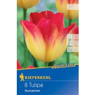 Blumenzwiebel Tulip Suncatcher 8 Stück Kiepenkerl